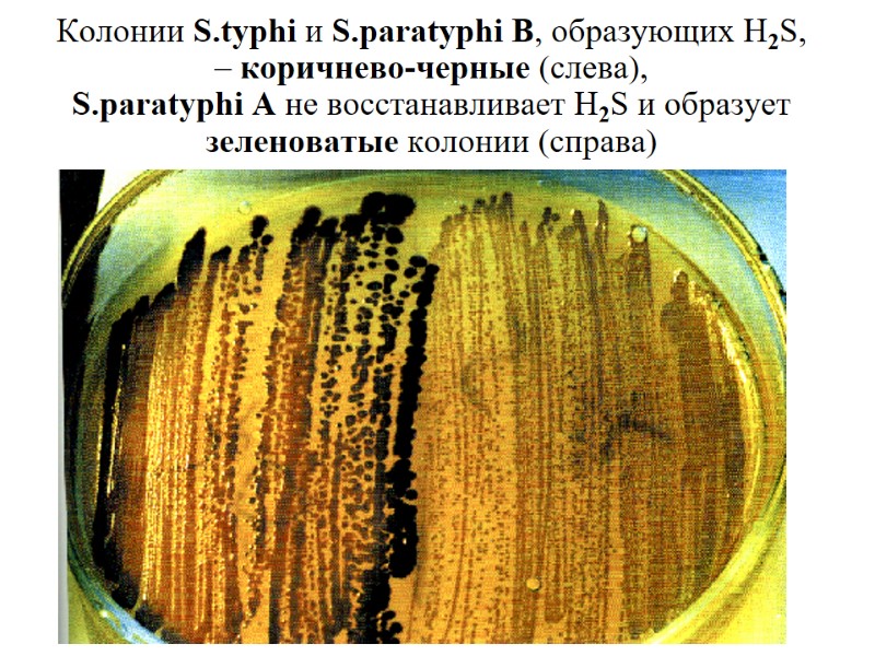 Колонии S.typhi и S.paratyphi B, образующих H2S, – коричнево-черные (слева),  S.paratyphi A не